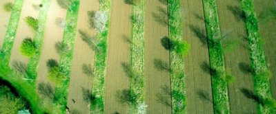 Op deze luchtfoto zijn de stroken met bomen goed te zien waartussen de akkerbouw- of groentegewassen geteeld kunnen worden. 