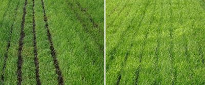 Bemesting op veengrond. Links onnauwkeurig werk: de meststroken zijn te breed en liggen op het gras, waardoor de mest het gras besmeurt en er veel emissie optreedt.  Op de foto rechts ligt de mest onder het gras op de grond. Hierdoor blijft het gras schoon, is er minder contact met de lucht en zal de emissie laag zijn.