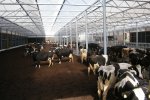 De open ''koeienstal'' biedt ruimte voor 150 melkkoeien. De Vries houdt er nu gemiddeld 130. 