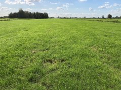 De Vries realiseert al jaren bovengemiddelde grasopbrengsten met percelen met een oud grasbestand. 