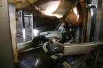 Sinds begin 2015 laat Houbraken zijn koeien melken door melkrobots. 