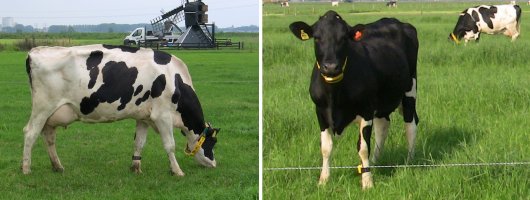 Figuur 1. Koeien op Dairy Campus, uitgerust met drie sensoren: de SensOor, de Smarttag hals, en de Smarttag poot. 