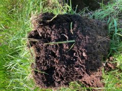 De Vries houdt van een luchtige bodem waar ruimte is voor wormen. 